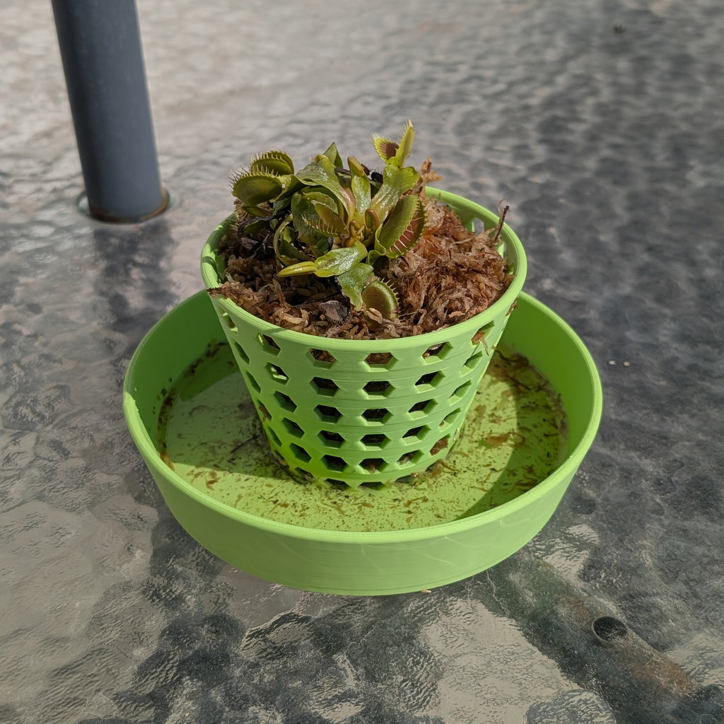 Venus Flytrap Pot with Built-In Water Tray